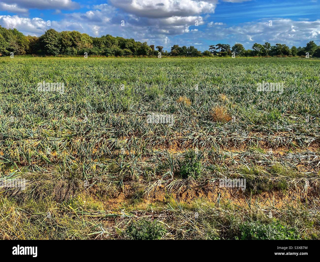 Drought hit onion crop summer 2022 - Smartphone Captured Stock Image