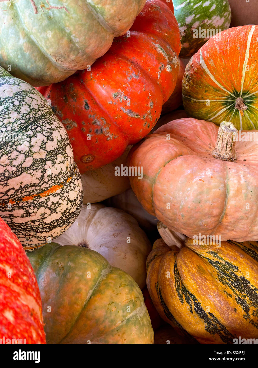 Multicolored pumpkins - Smartphone Captured Stock Image