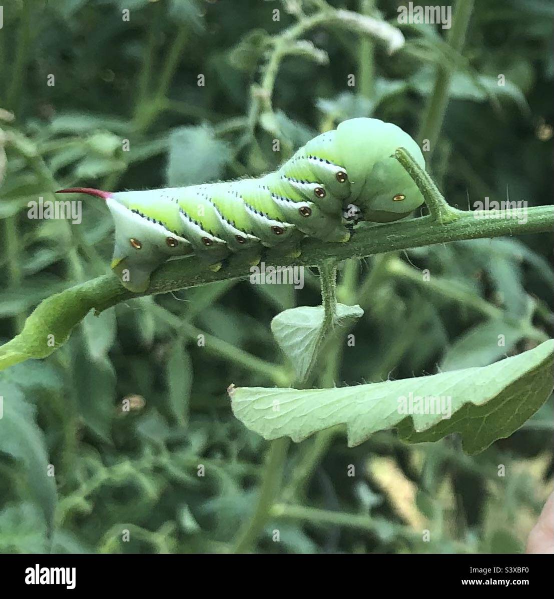 A large green hornworm on a tomato bush Stock Photo