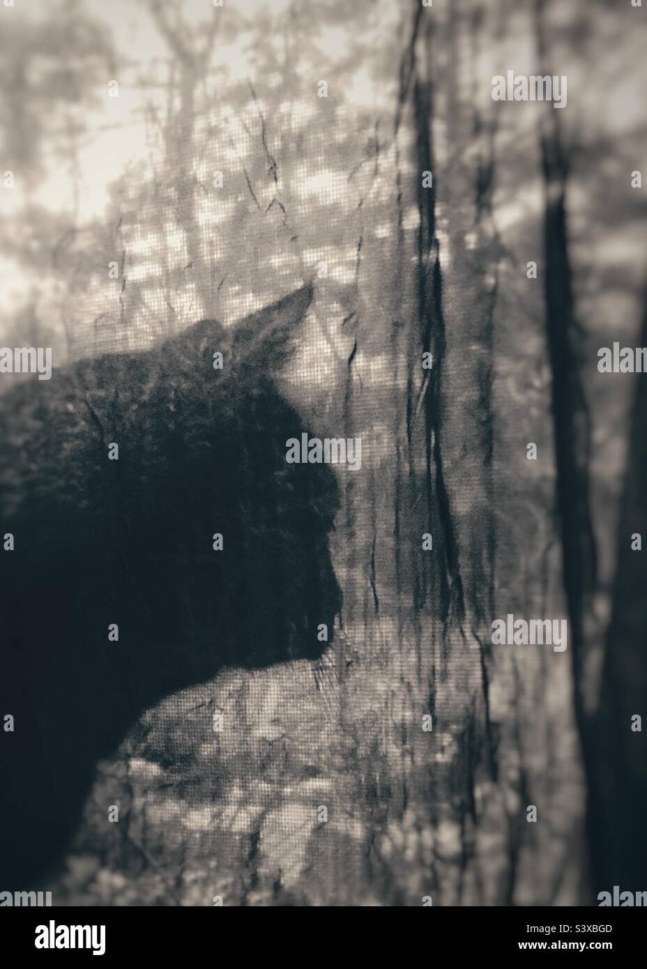 A black cat in a silhouette pose, in front of a sheer curtain quietly looking out window almost lost in thought with sun dappled background - Smartphone Captured Stock Image