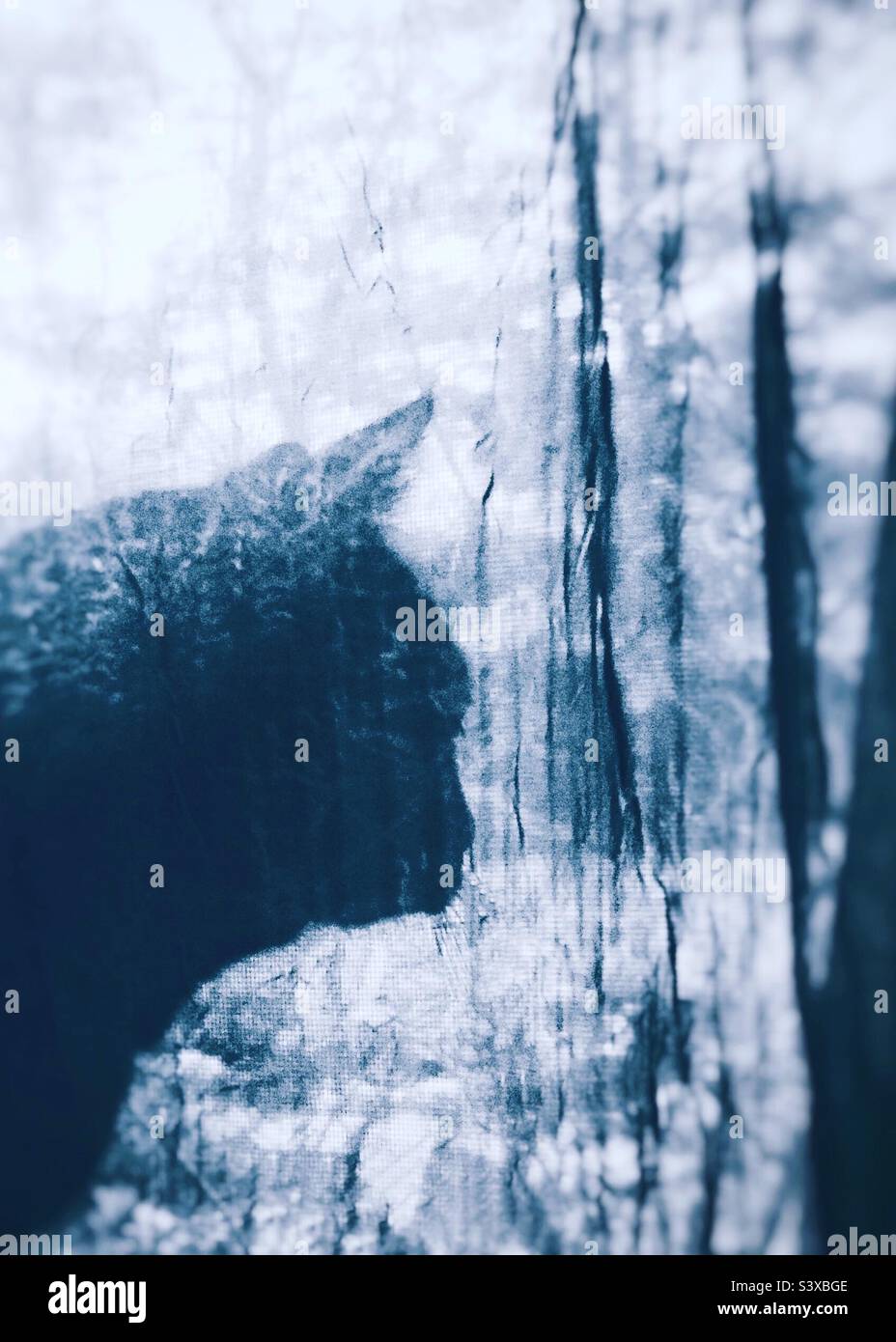 A black cat in a silhouette pose, in front of a sheer curtain quietly looking out window almost lost in thought with sun dappled background - Smartphone Captured Stock Image