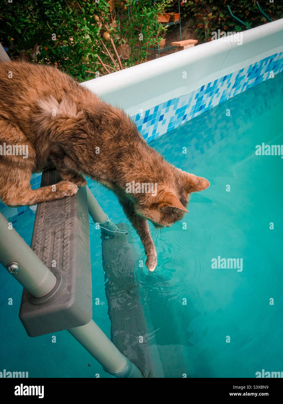 Beautiful Cat playing and drinking in a swimming pool Stock Photo Alamy