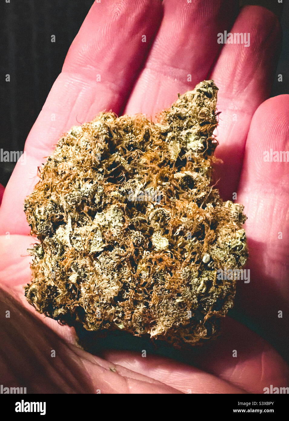 A large cannabis bud in a woman’s hand. Purchased from a medical marijuana boutique, it weighed nearly an 1/8th of an ounce. - Smartphone Captured Stock Image