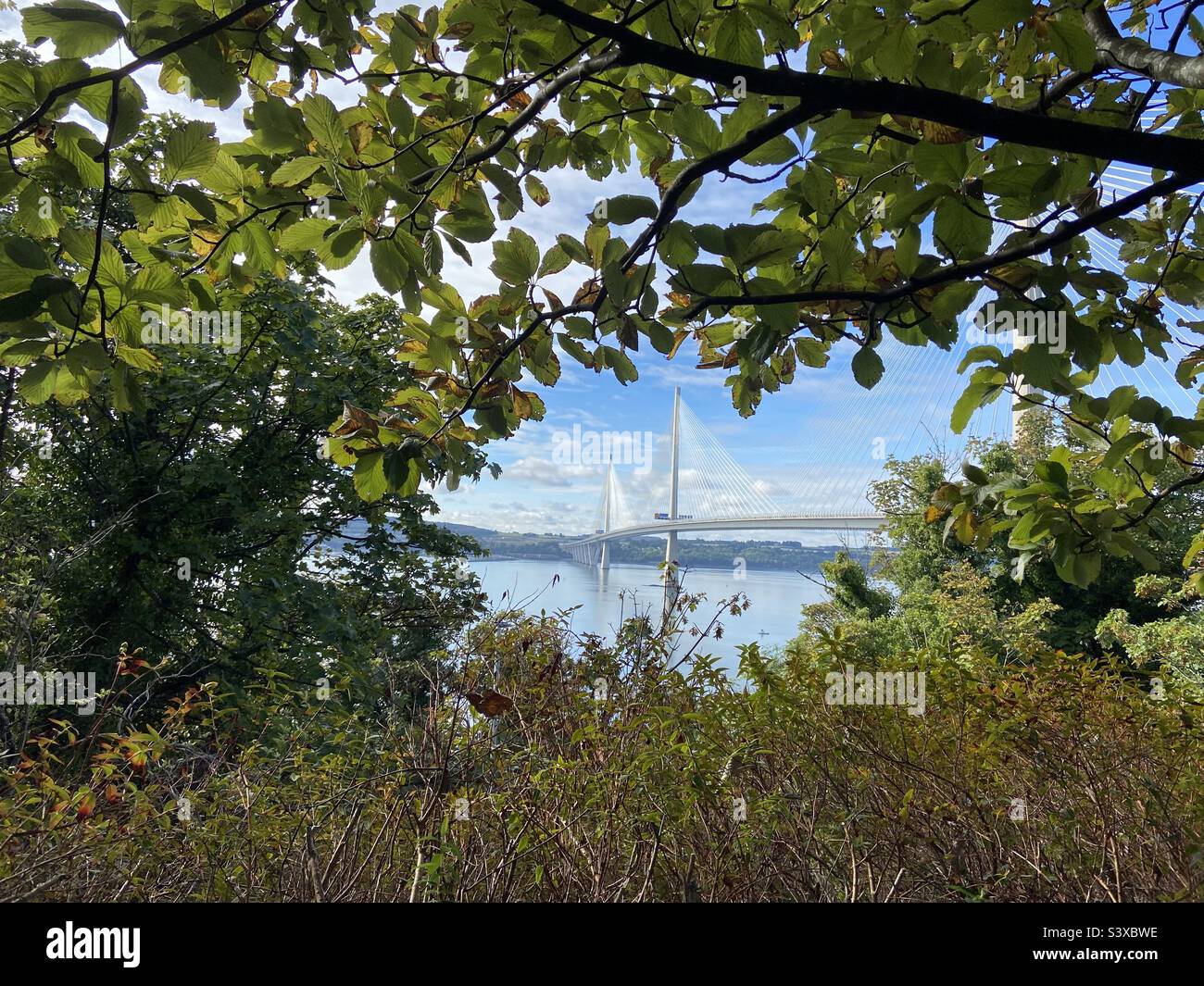 Queensferry Crossing over the River Forth, viewed through vegetation from North Queensferry, blue sky, sunny day in September. Stock Photo