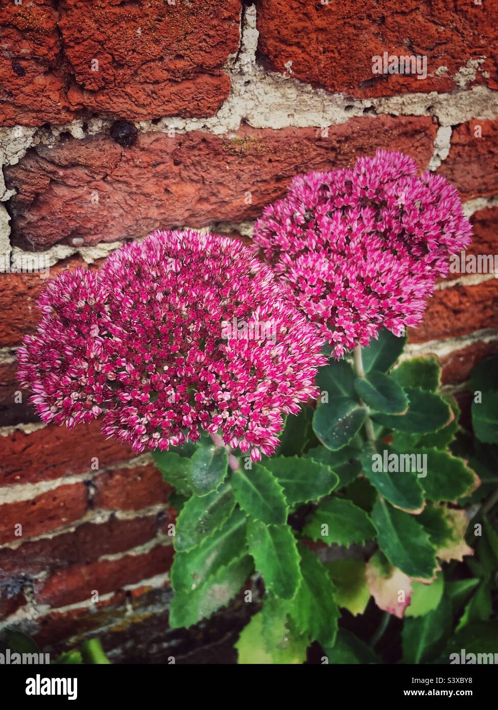 Beautiful pink Sedum flowers against a brick wall Stock Photo