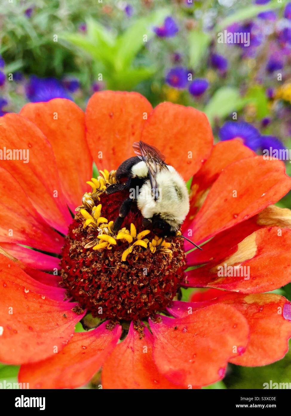 A Common Eastern Bumblebee perusing a Peruvian Zinnia. - Smartphone Captured Stock Image
