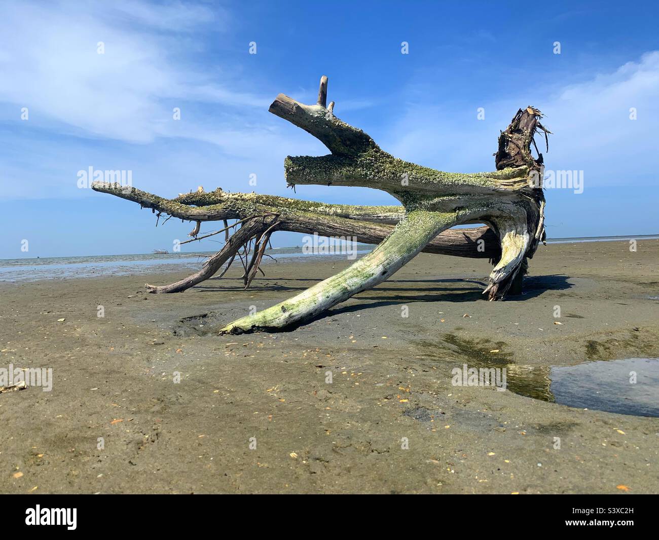 Driftwood on a beach in the outer banks, North Carolina Stock Photo Alamy