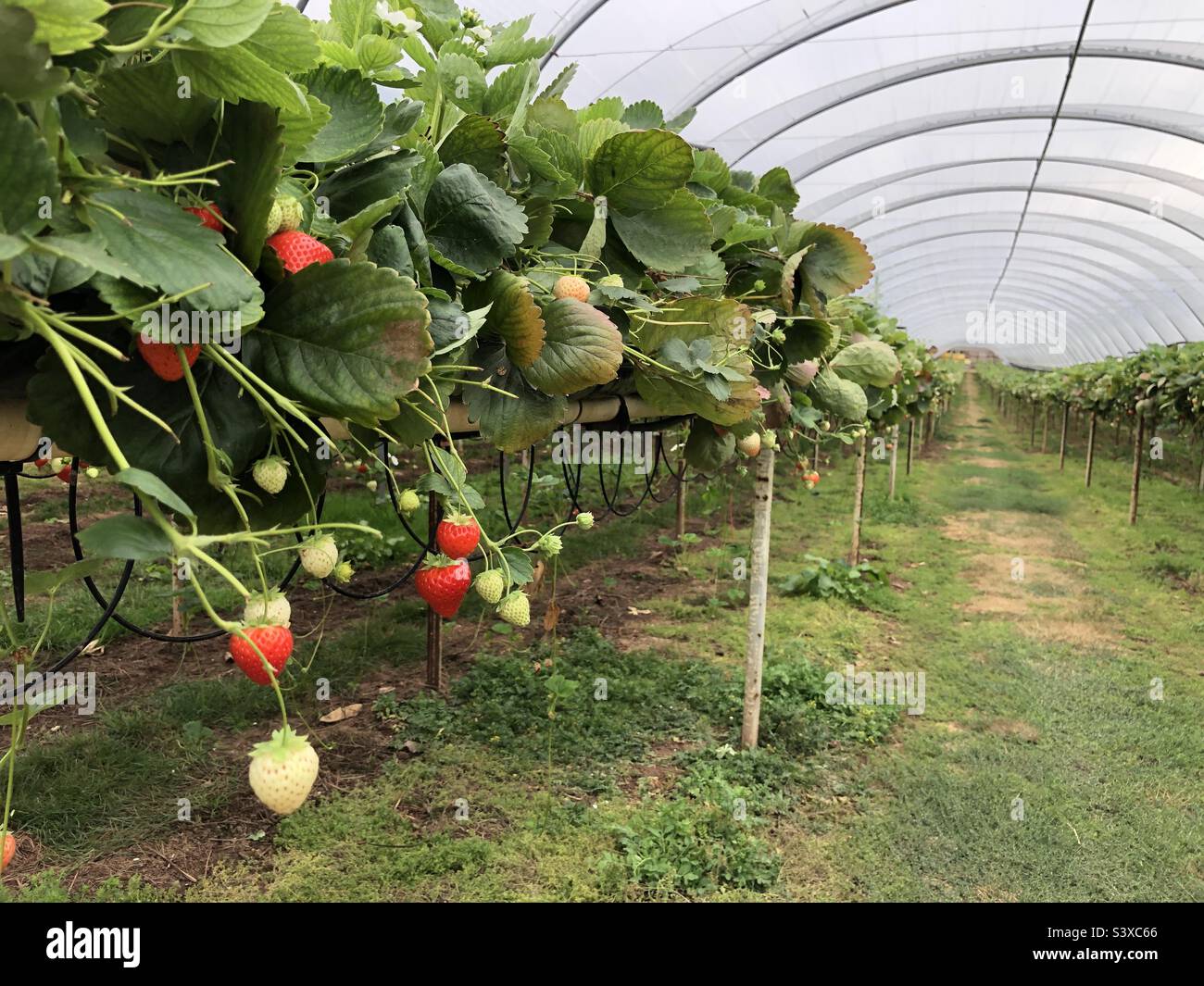 Strawberries growing on a farm in a poly tunnel, England, United Kingdom Stock Photo