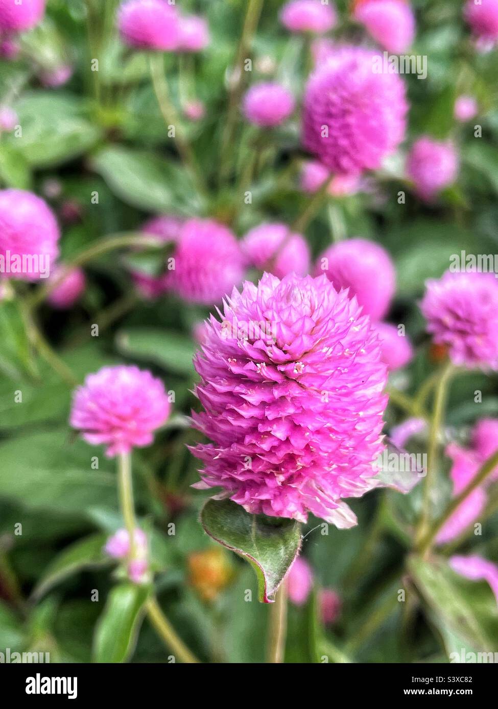 Pink globe amaranth or gomphrena in the home garden. - Smartphone Captured Stock Image