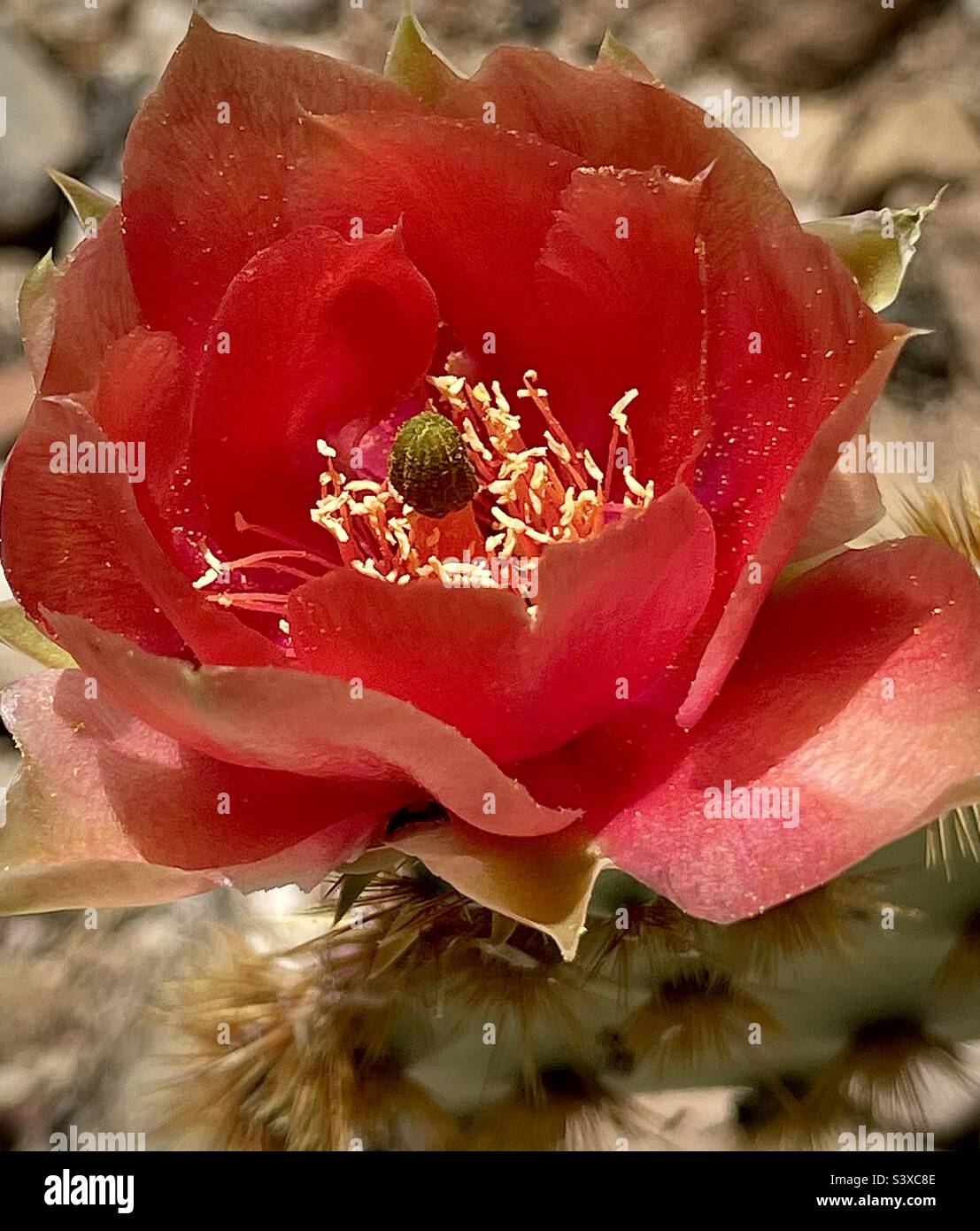 Cowboy whiskers prickly pear in full bloom. Opuntia aciculata ranges through Texas and northern Mexico. Stock Photo