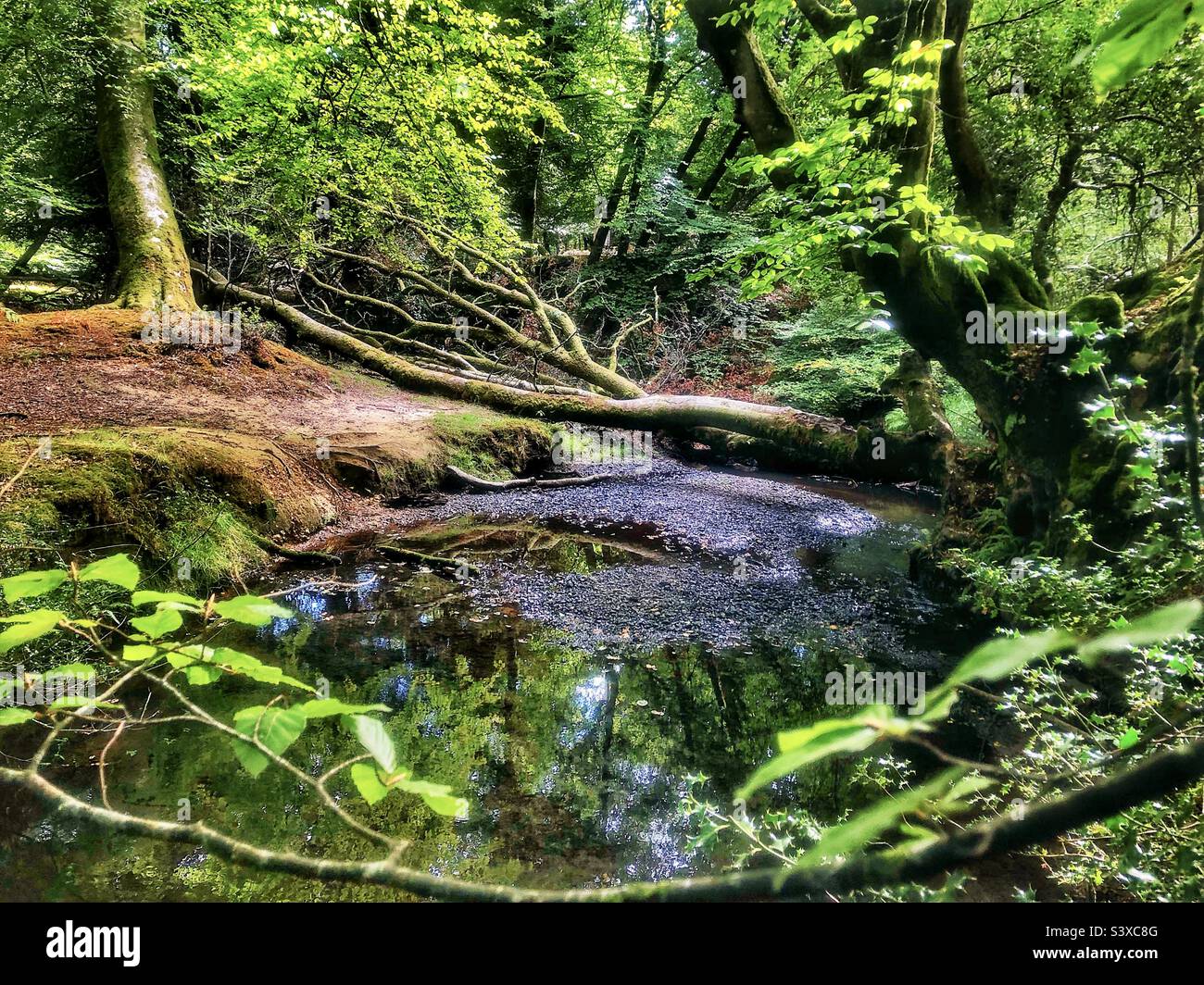 Stream clearing during a summer drought in the New Forest National Park - Smartphone Captured Stock Image