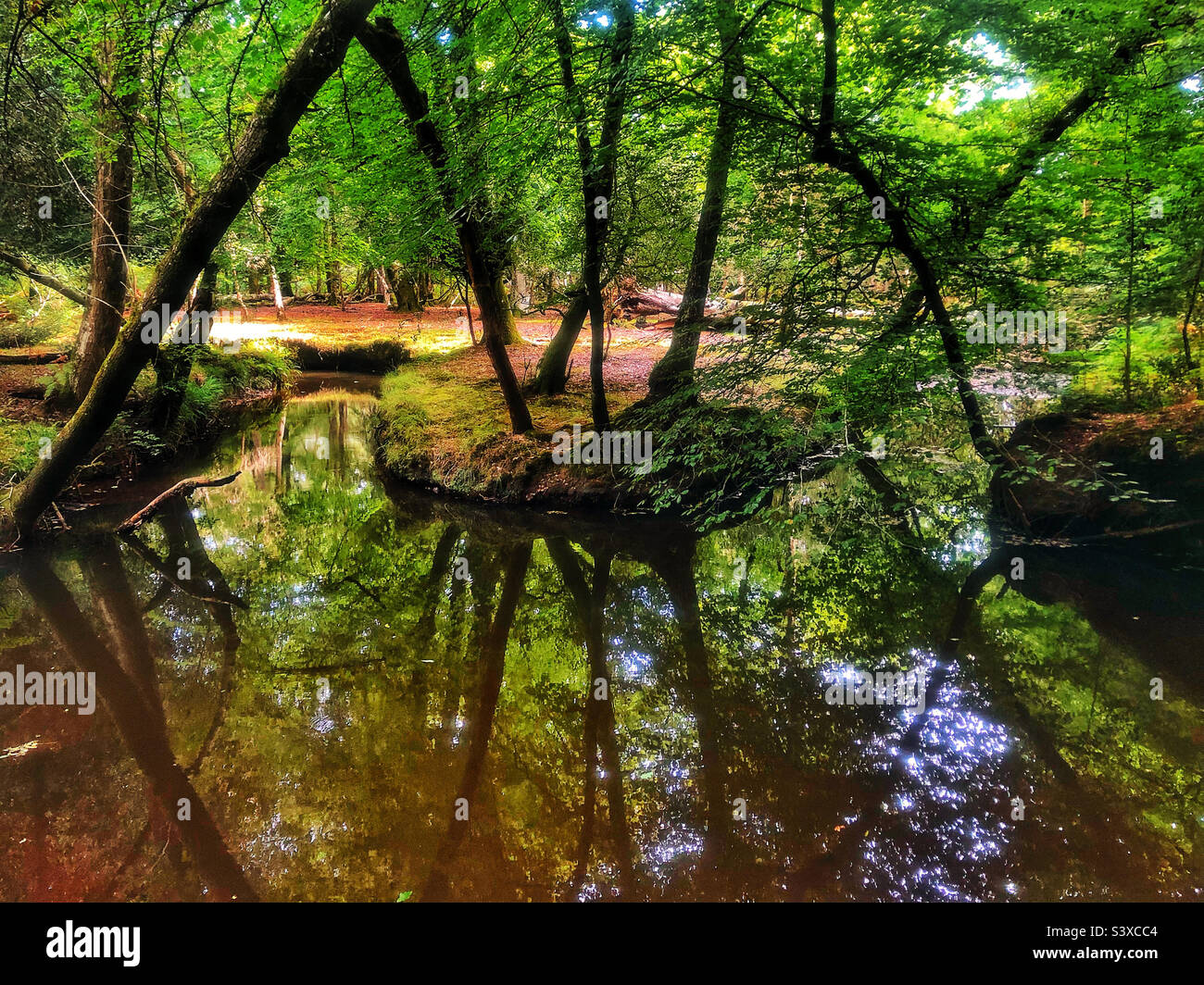 Winding stream in the New Forest National Park - Smartphone Captured Stock Image