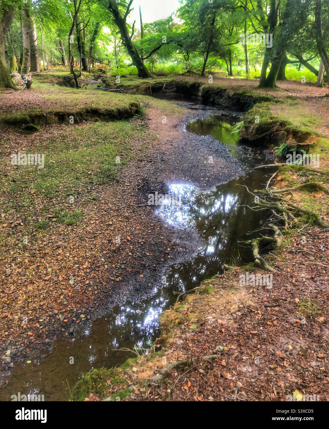 Highland Water stream with low water level during the summer drought of 2022 in the New Forest National Park - Smartphone Captured Stock Image