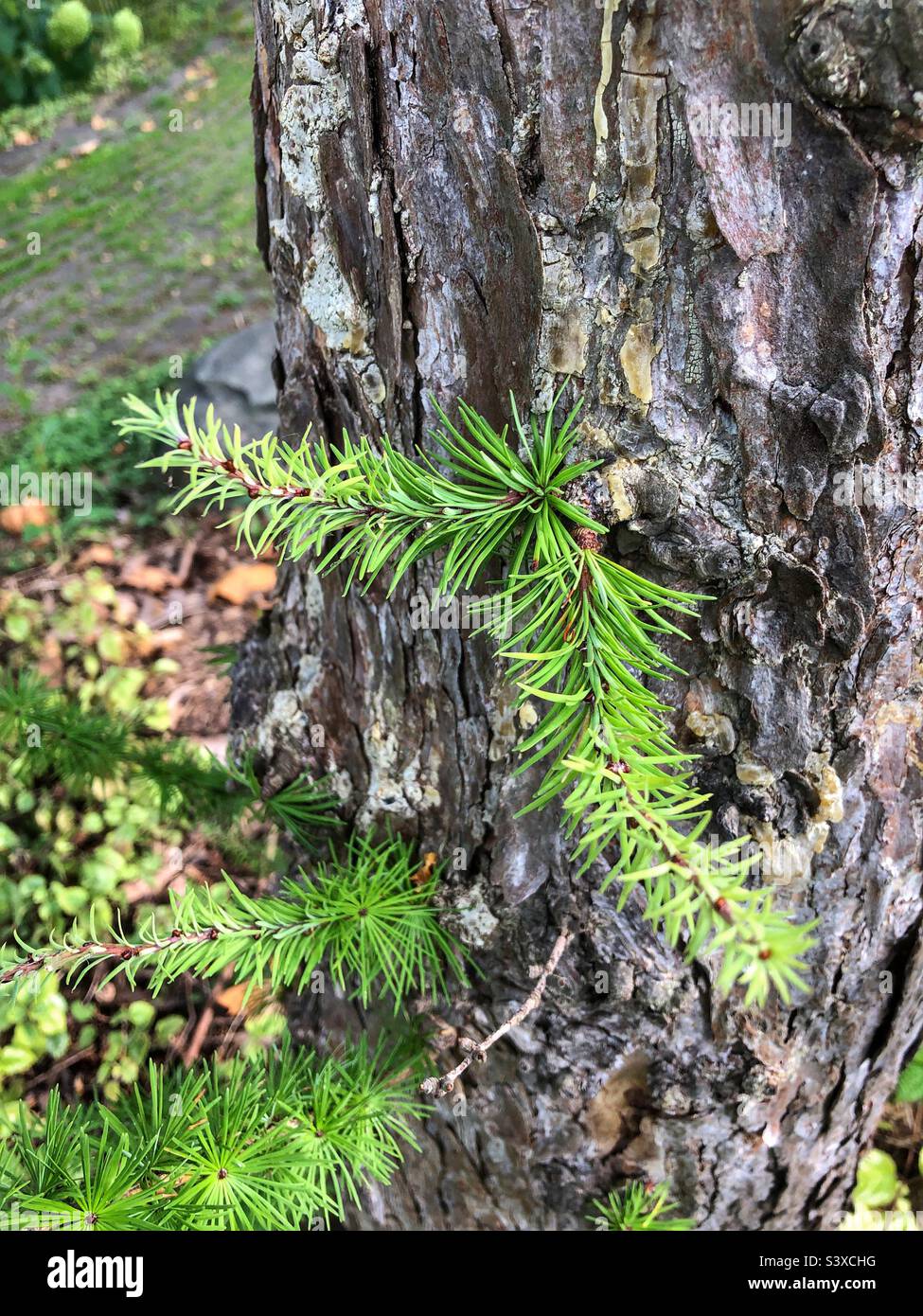 Young growth on a tree trunk. Stock Photo