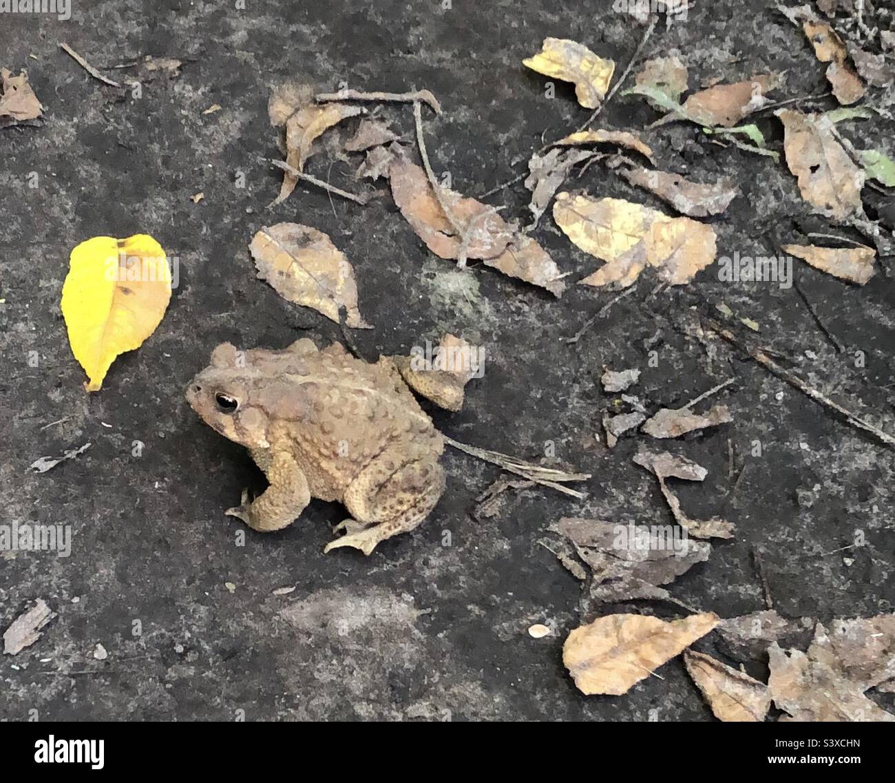 Camouflaged toad in the woods. Stock Photo