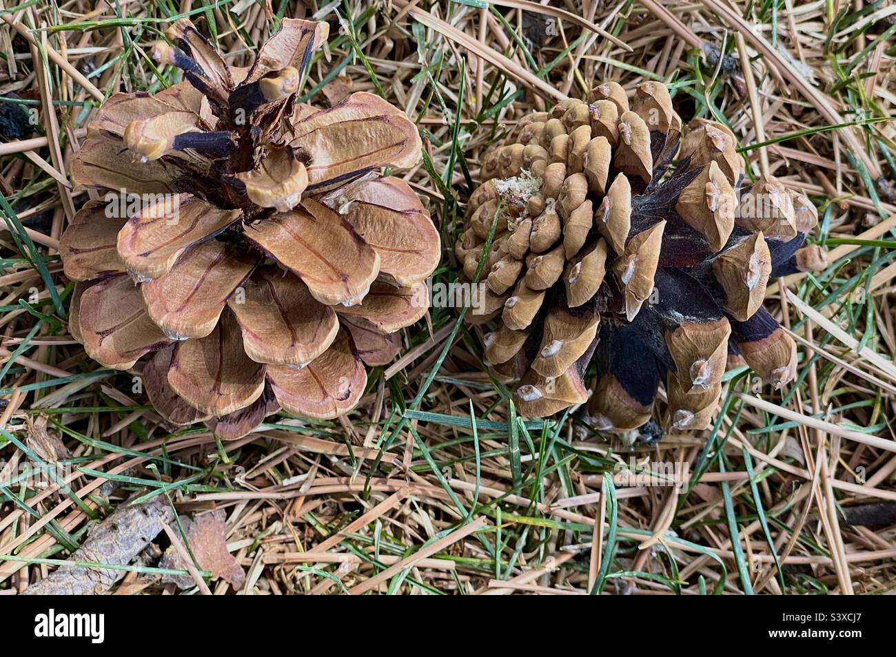 The grounds at a local church in Utah, USA on a spring day, below the pines, many pine needles and pine cones can be seen strewn about, scattered amidst the grass. - Smartphone Captured Stock Image
