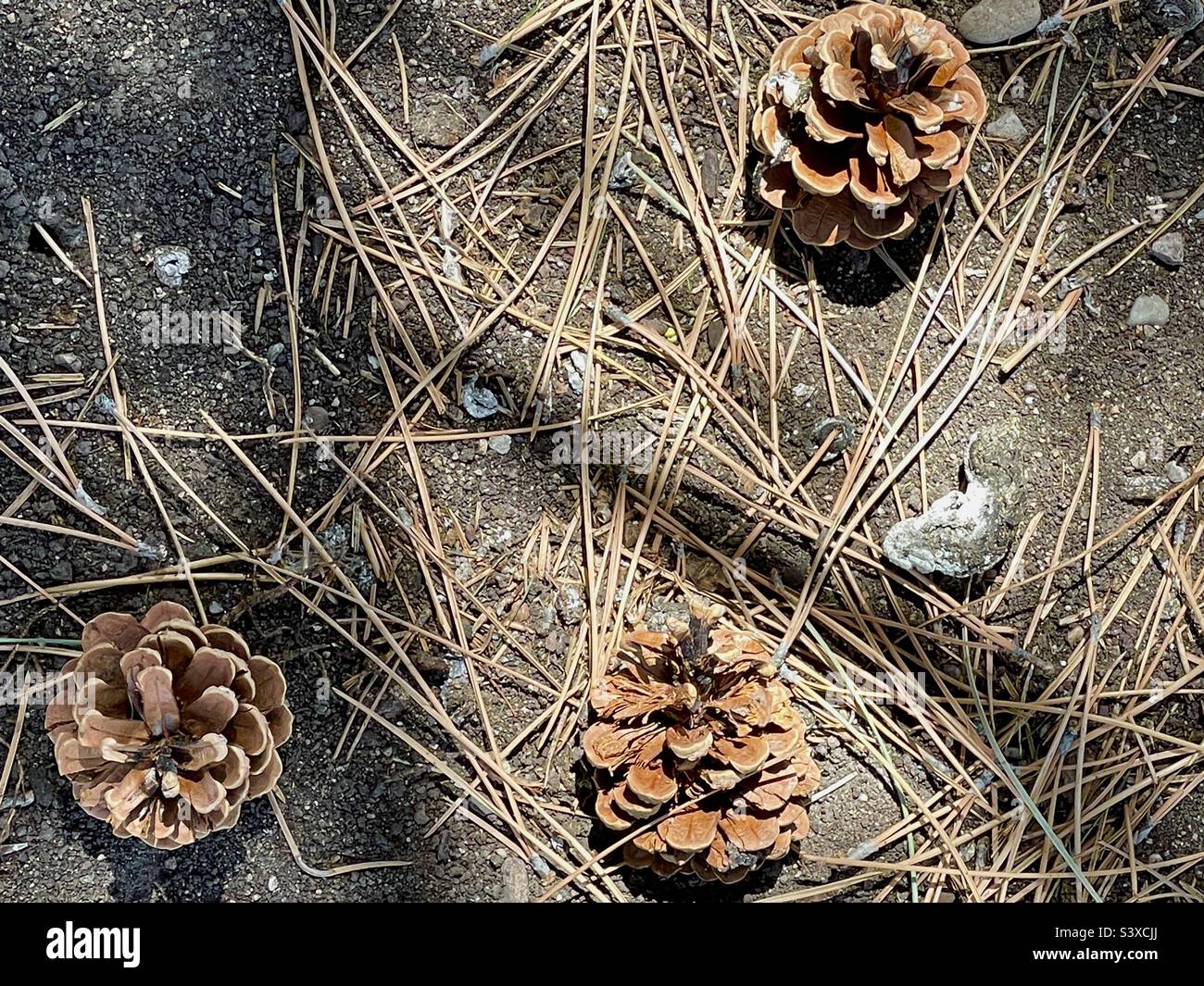The grounds at a local church in Utah, USA on a spring day, below the pines, many pine needles and pine cones can be seen strewn about, scattered amidst the grass and soil. Stock Photo