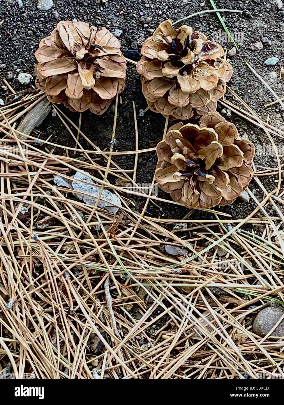The grounds at a local church in Utah, USA on a spring day, below the pines, many pine needles and pine cones can be seen strewn about, scattered amidst the grass. Stock Photo