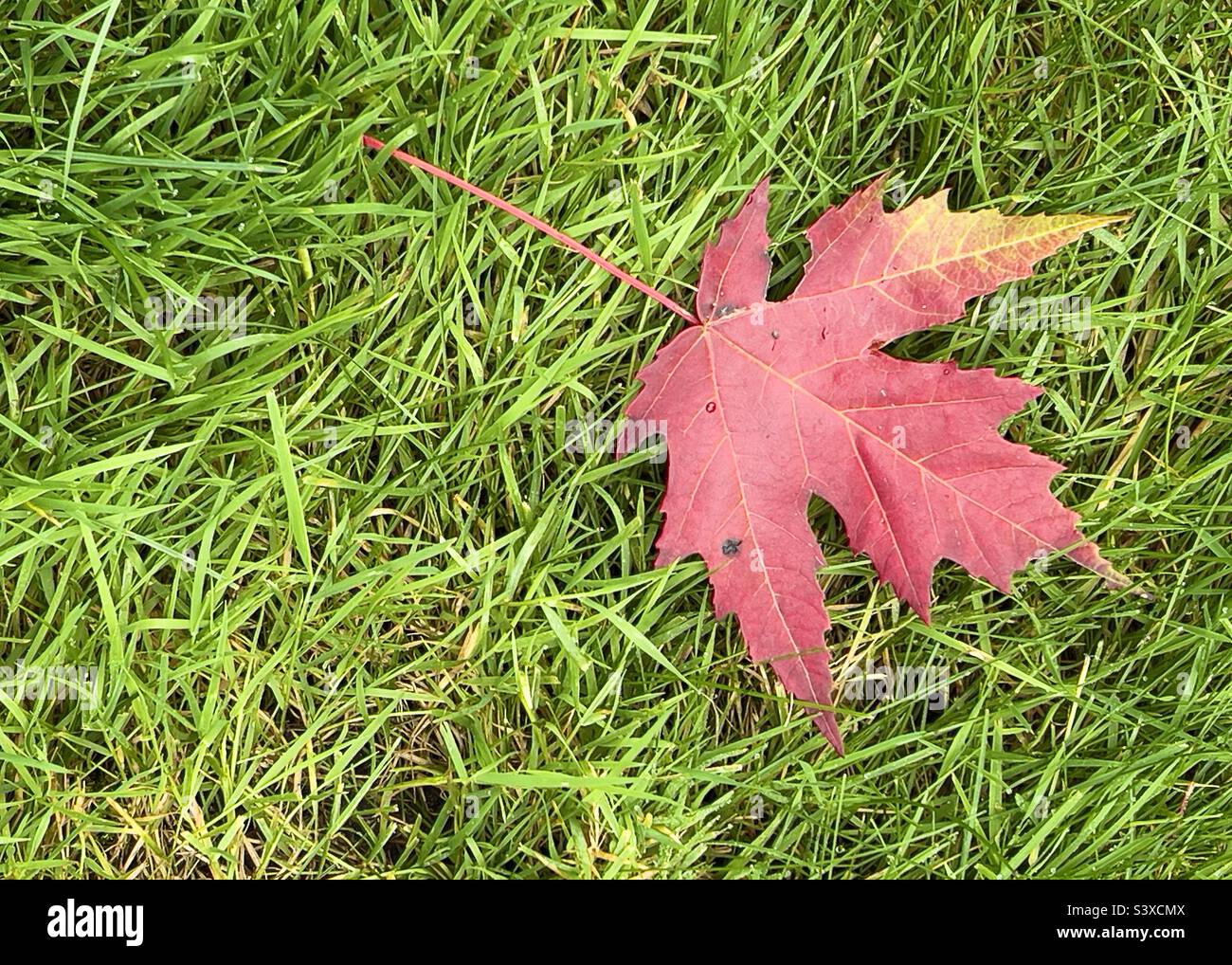Fall maple leaf in the grass - Smartphone Captured Stock Image