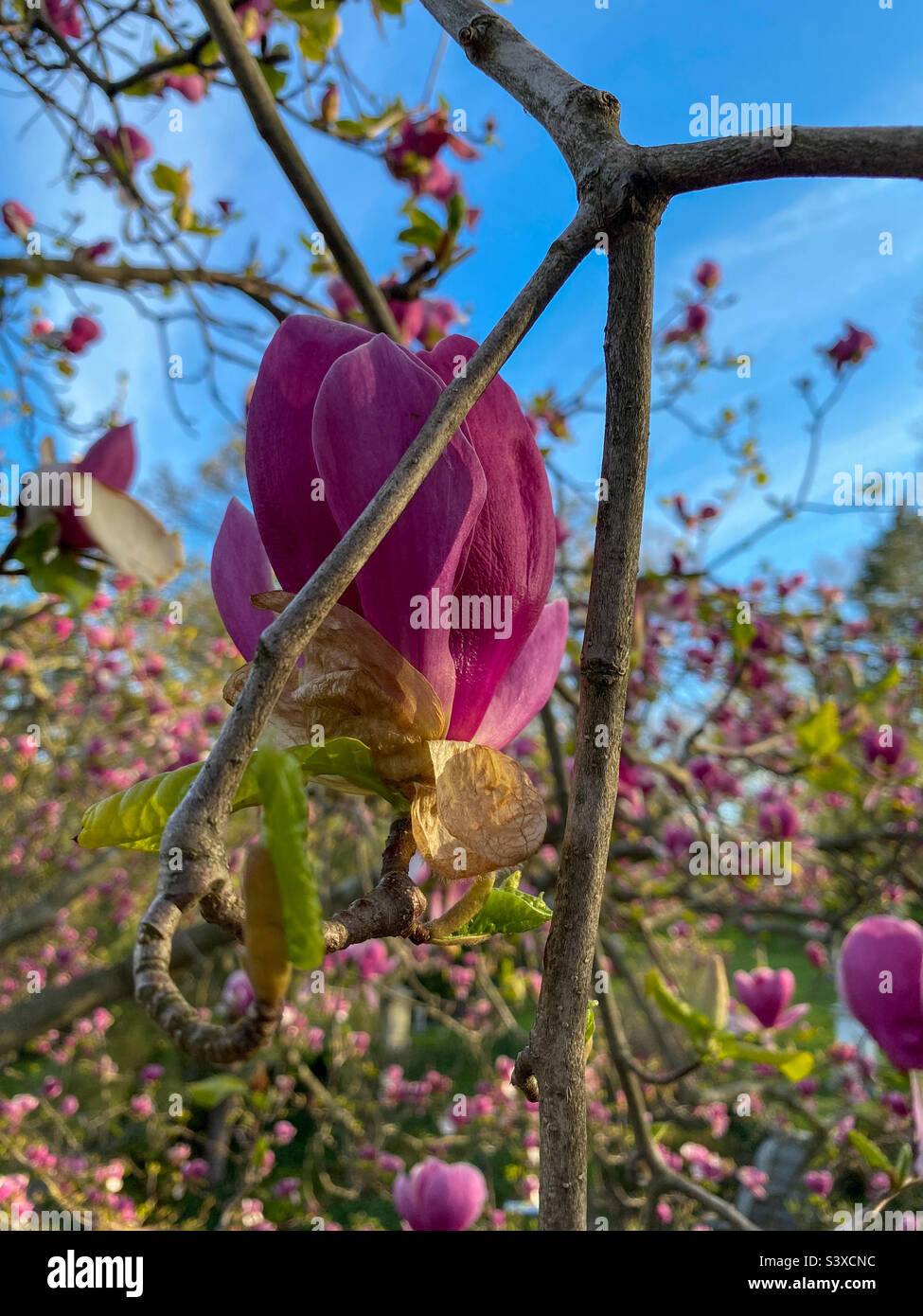 Flowering magnolia tree smartphone stock photos and images - Alamy
