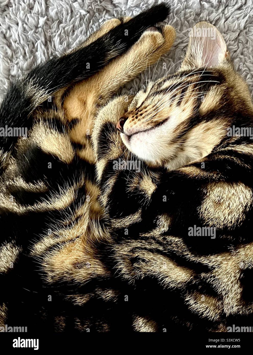 Bengal cat sleeping kitten Stock Photo Alamy