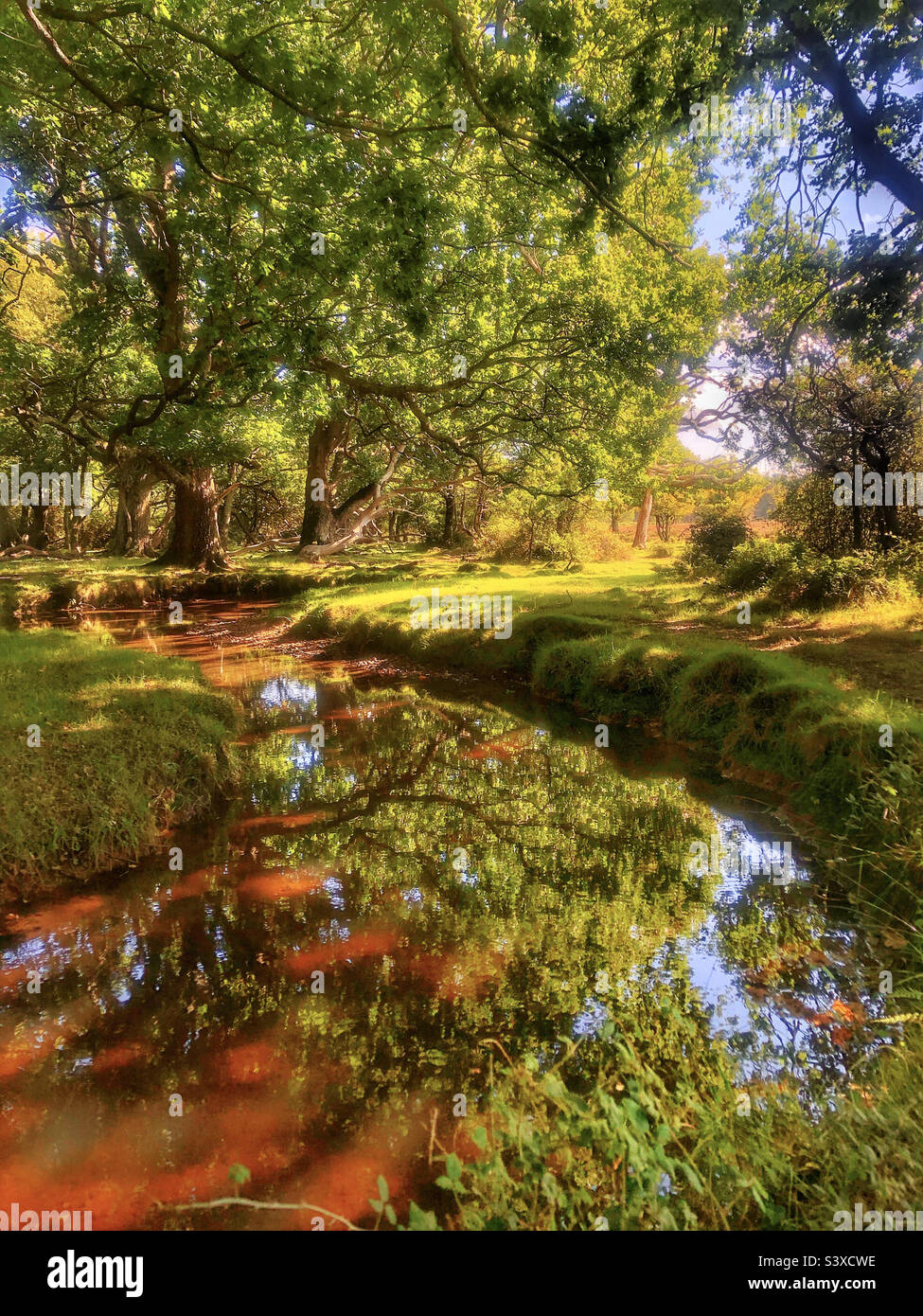 Forest Stream at Sunrise - Smartphone Captured Stock Image