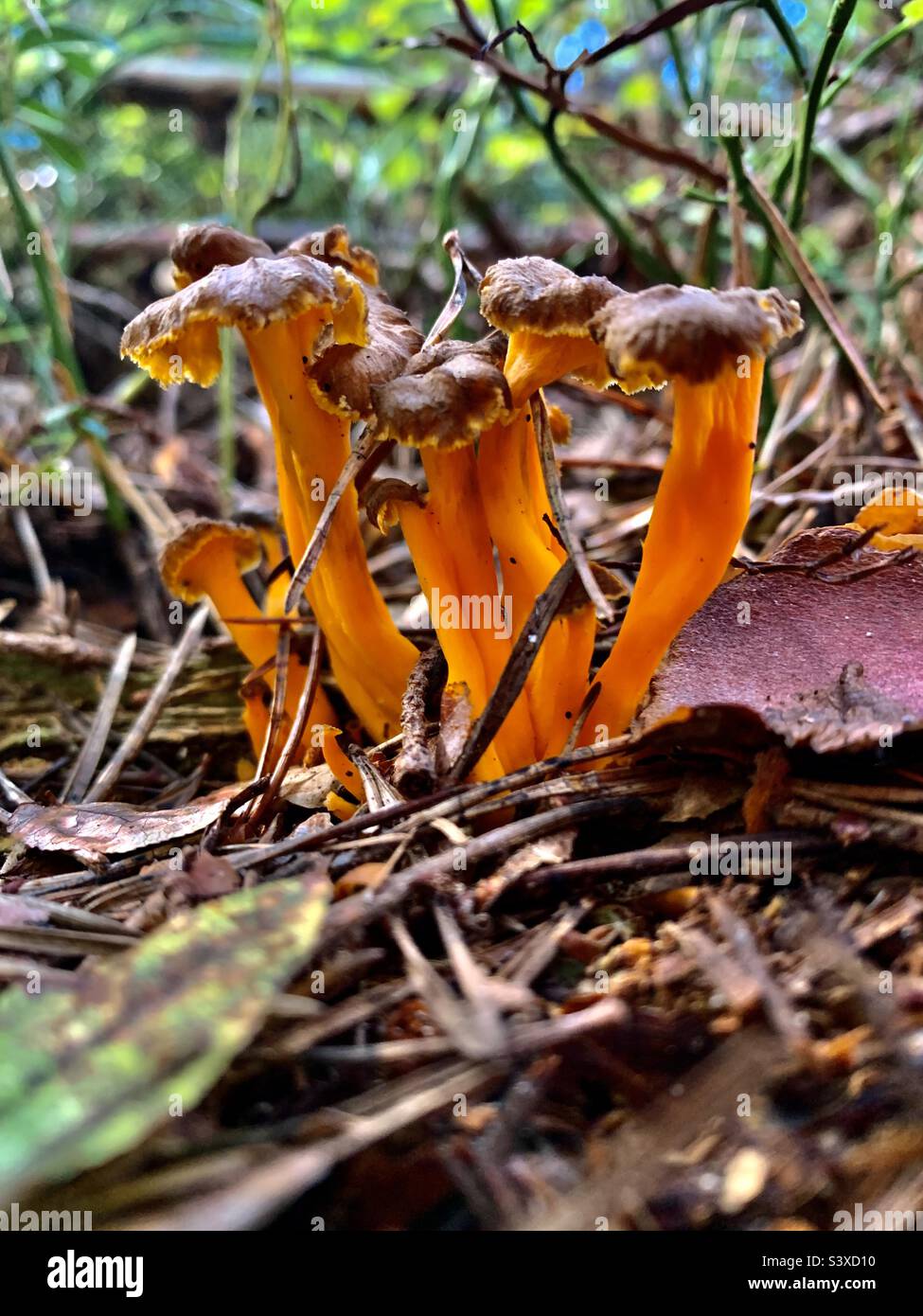 Small yellow mushrooms (Craterellus lutescens) on wooden soil Stock
