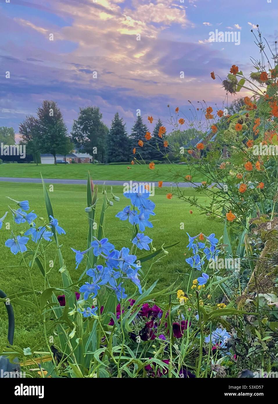 Delphinium and sunset - Smartphone Captured Stock Image