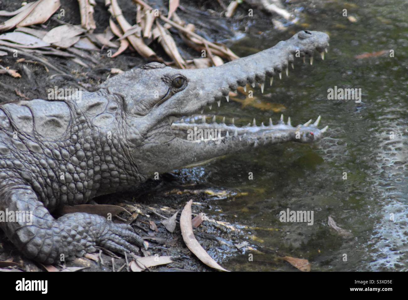 Wild Crocodile in Cairns Stock Photo Alamy