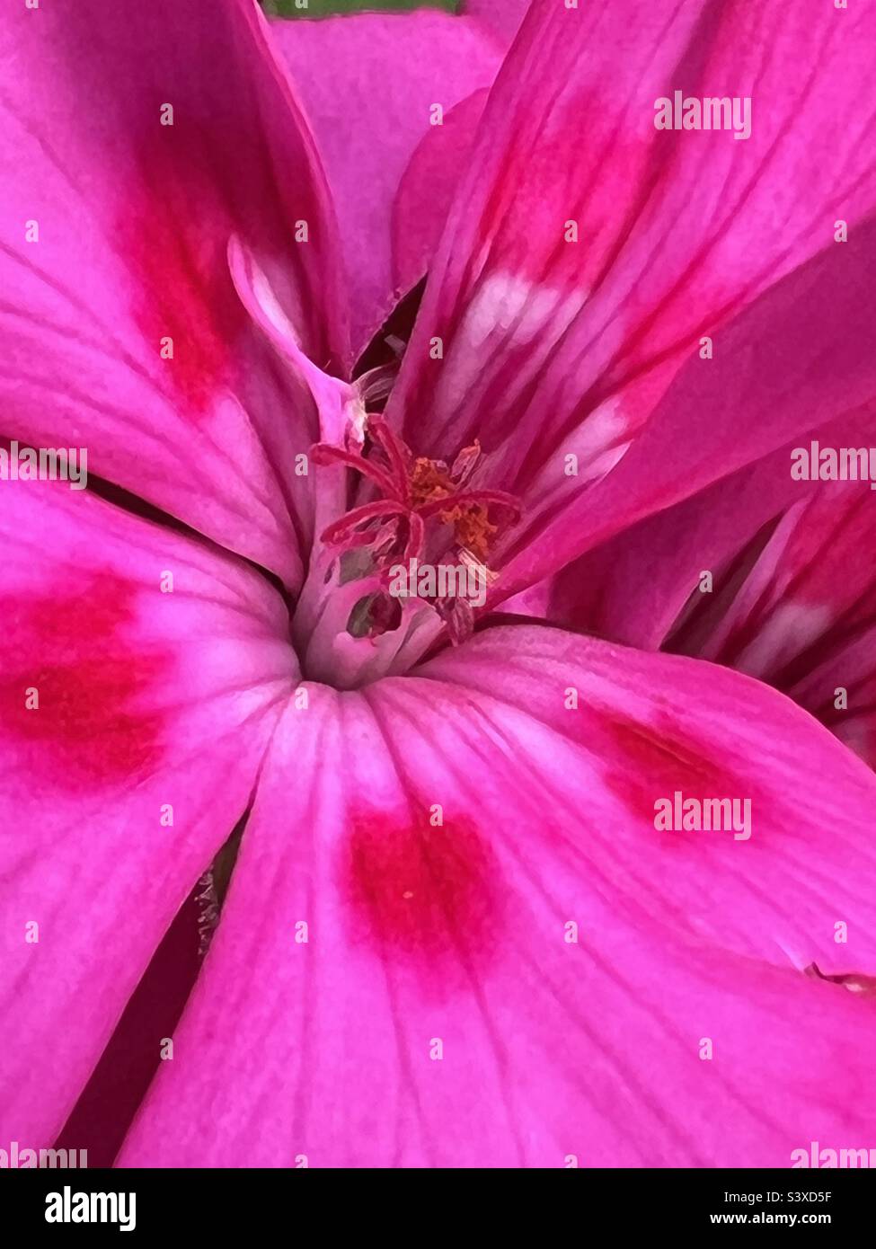 Hot pink pelargonium geranium zonal, green leaf, flower macro of petals, stamen Stock Photo