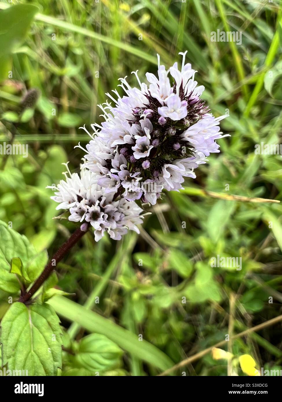 Purple spearmint flower Stock Photo