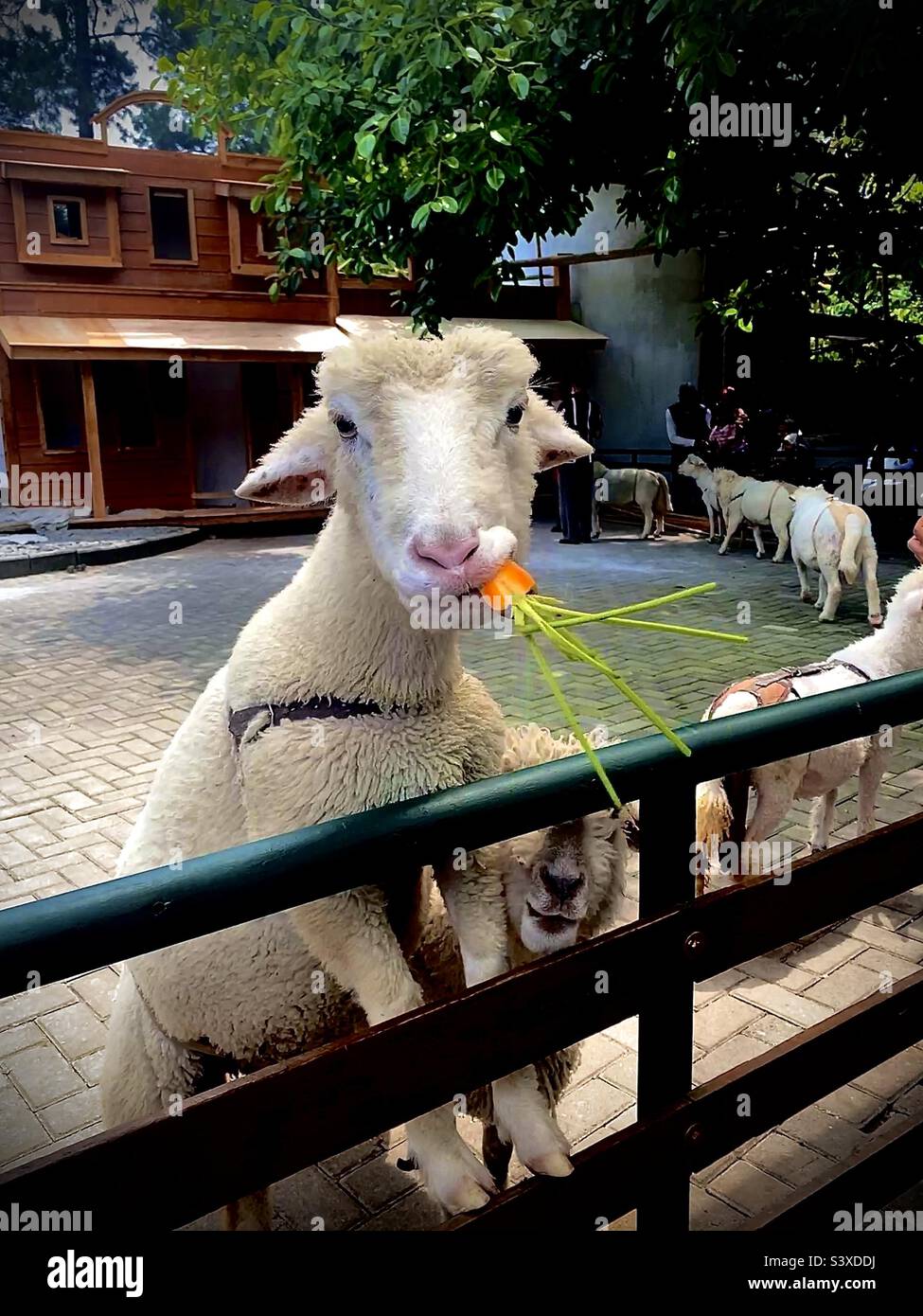 Shaun the sheep eat carrot Stock Photo Alamy