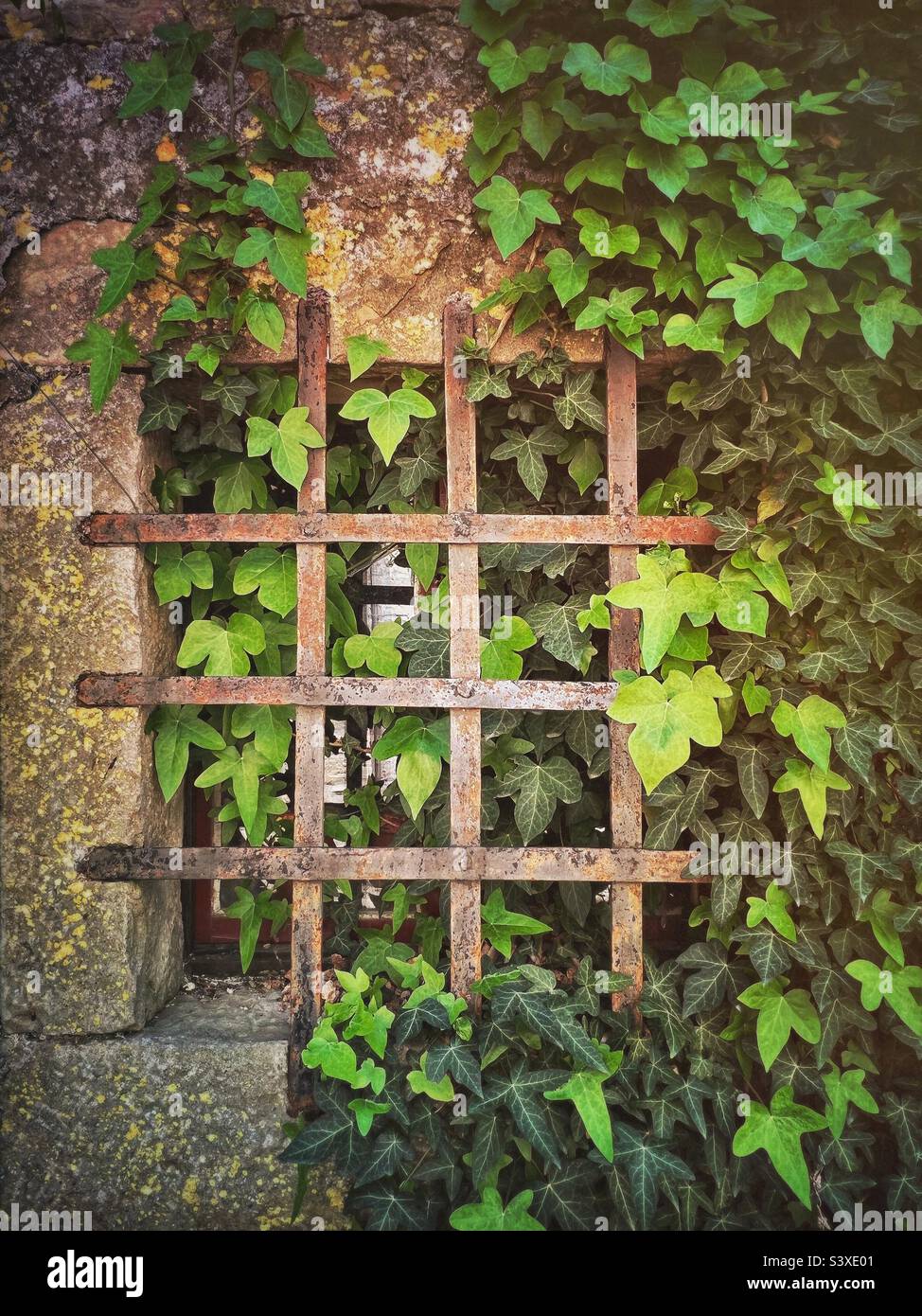Ivy covered abandoned building window - Smartphone Captured Stock Image