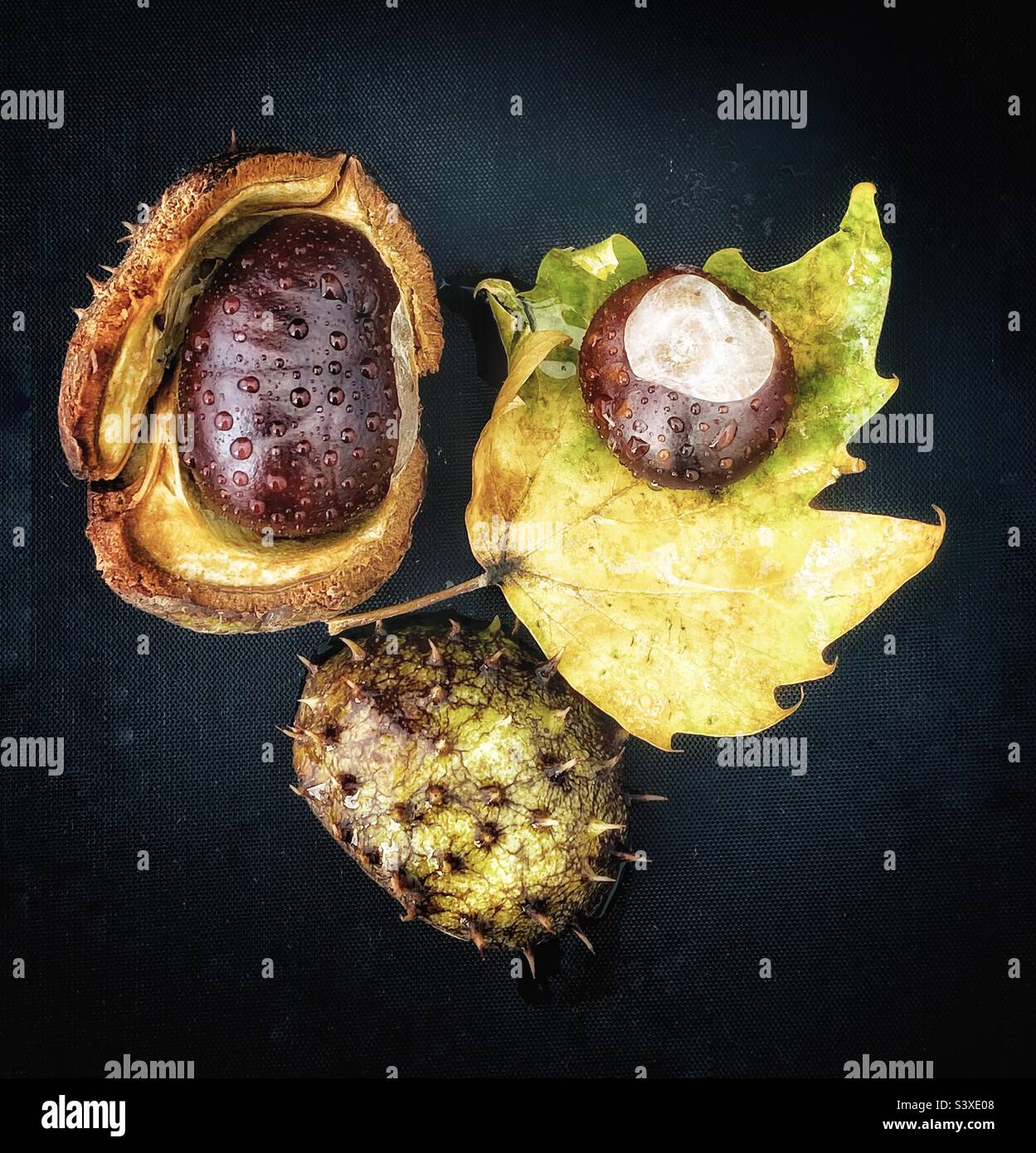 Autumn - Smartphone Captured Stock Image