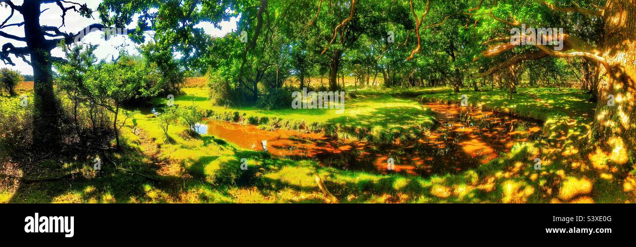 Winding stream flowing through a clearing in the New Forest National Park - Smartphone Captured Stock Image