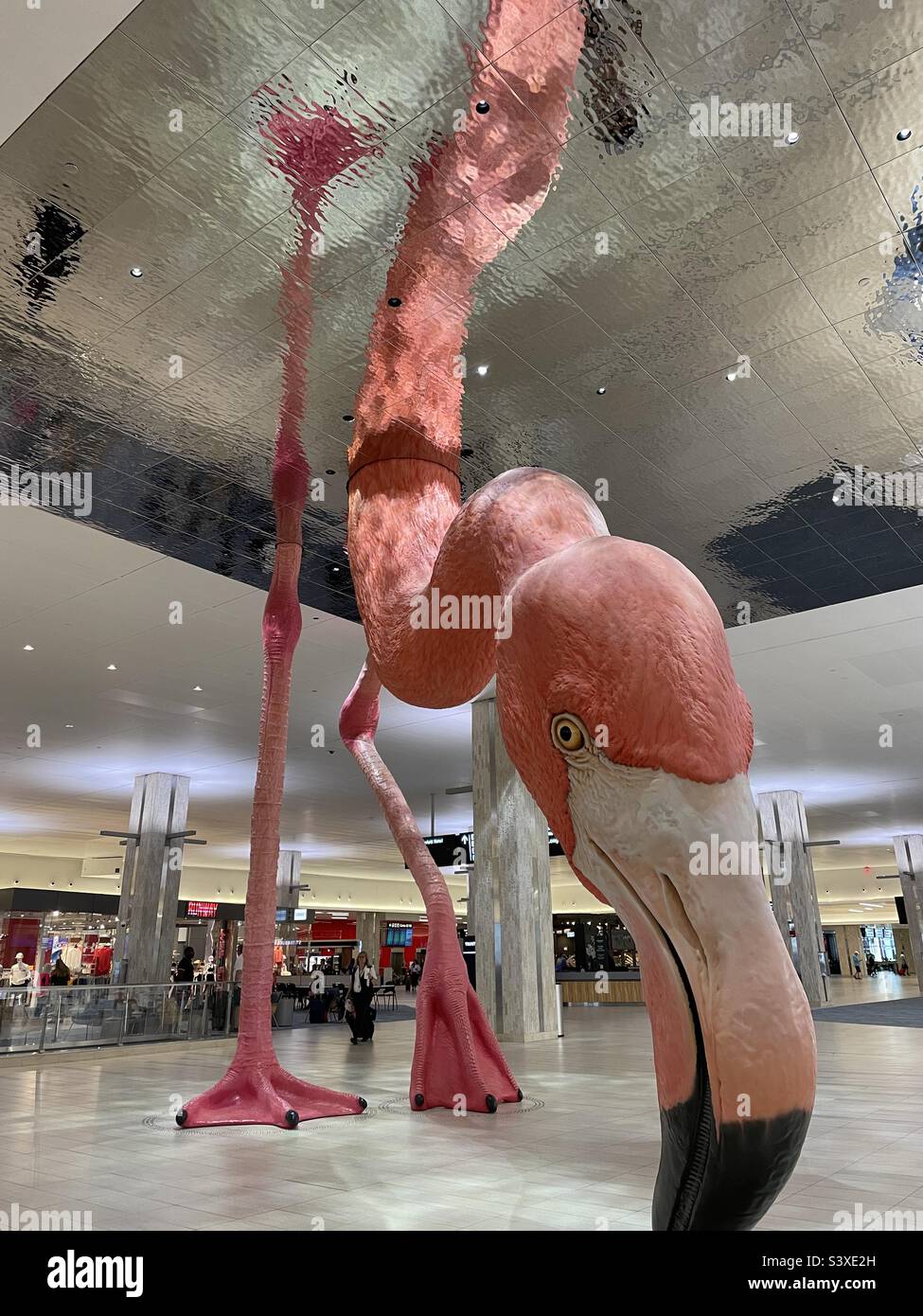Tampa FL airport- a  Flamingo’s different view! Stock Photo
