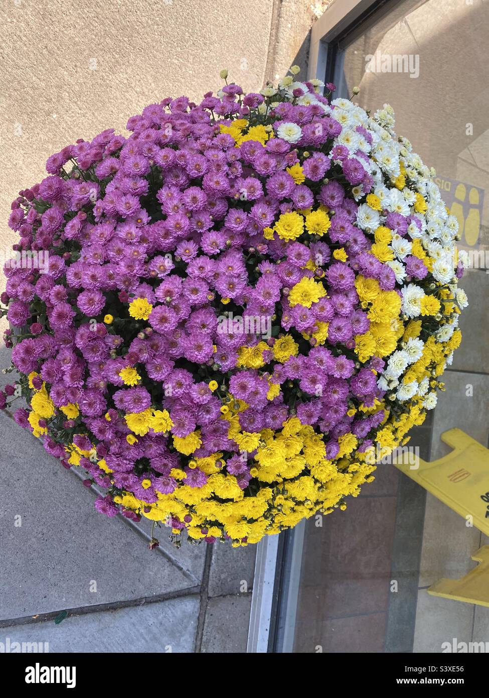 Flower, fall, buffalo Stock Photo Alamy