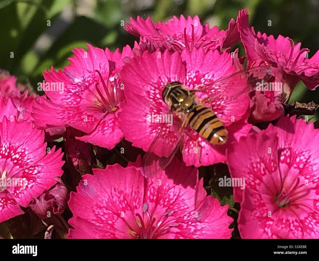 Pink wasp hi-res stock photography and images - Alamy