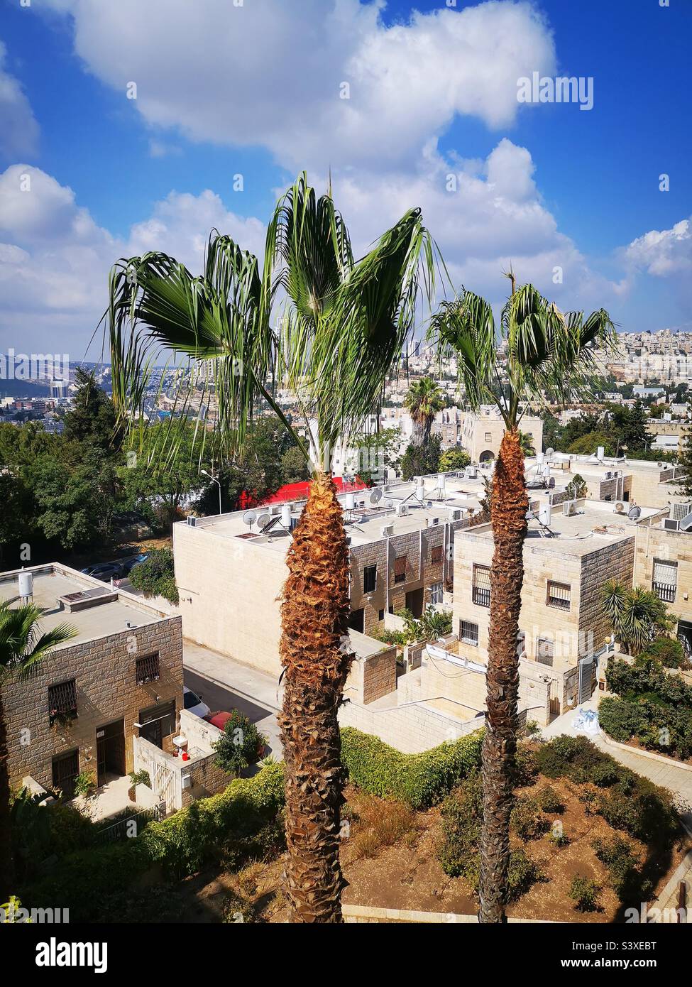 Trimmed palm trees. - Smartphone Captured Stock Image