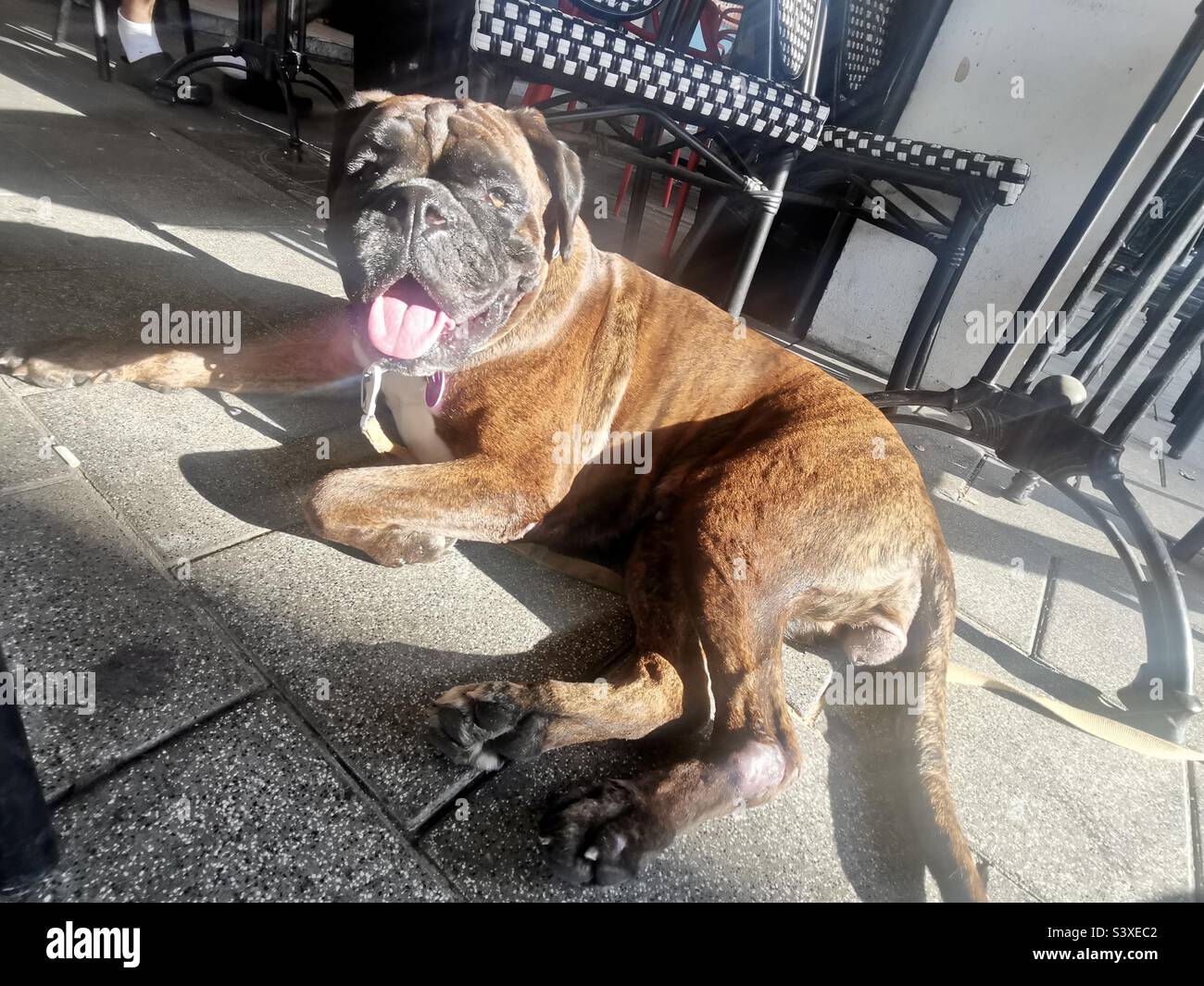 Boxer dog portraits hi-res stock photography and images - Alamy