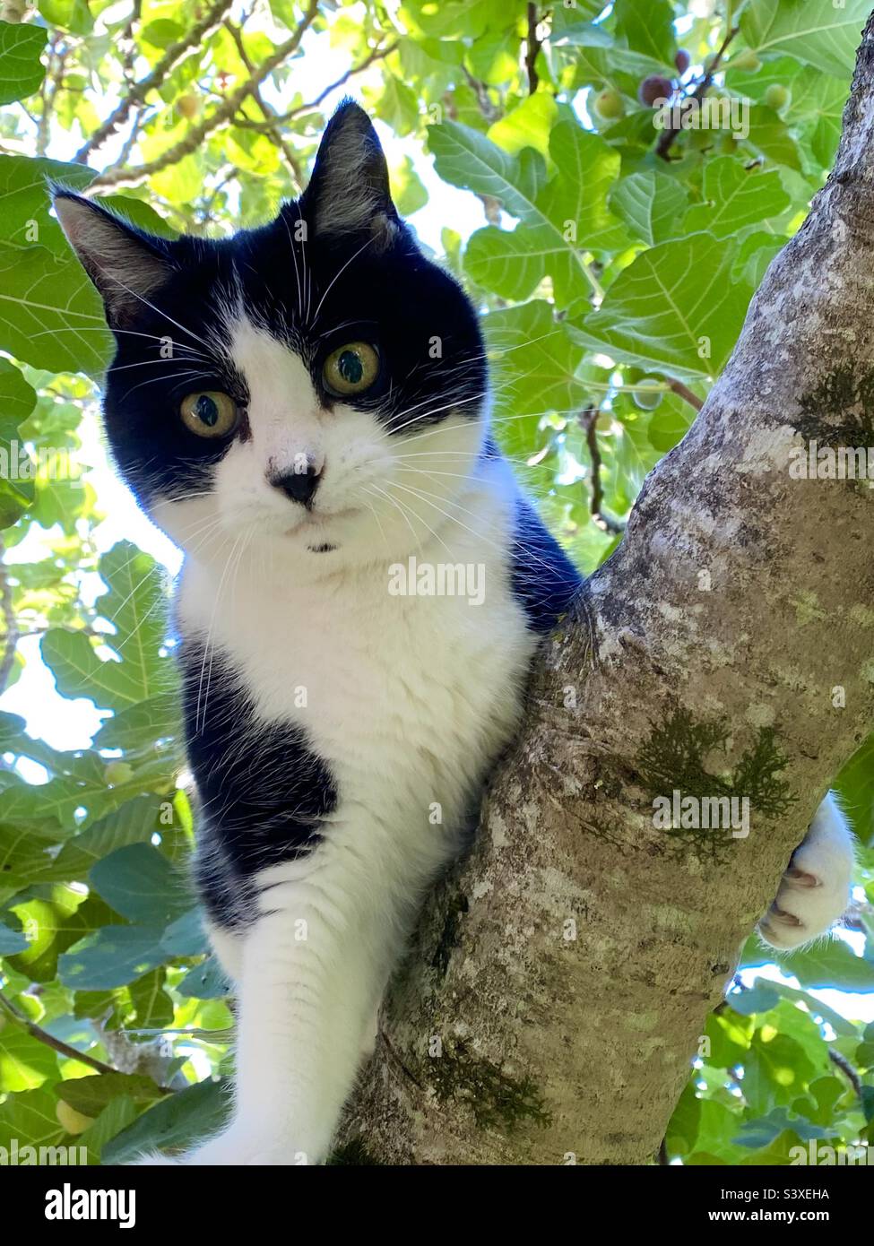 Felix black and white cat climbing tree - Smartphone Captured Stock Image