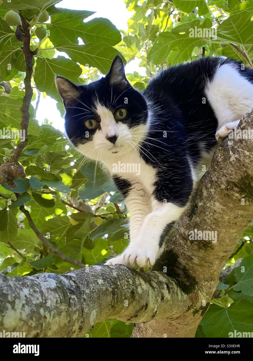 Felix black and white cat climbing tree Stock Photo