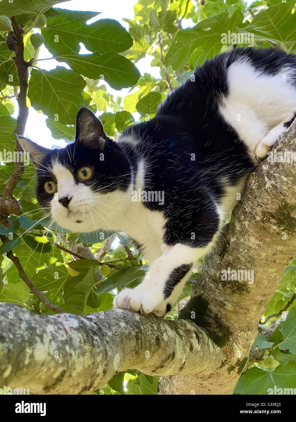 Felix black and white cat climbing tree - Smartphone Captured Stock Image