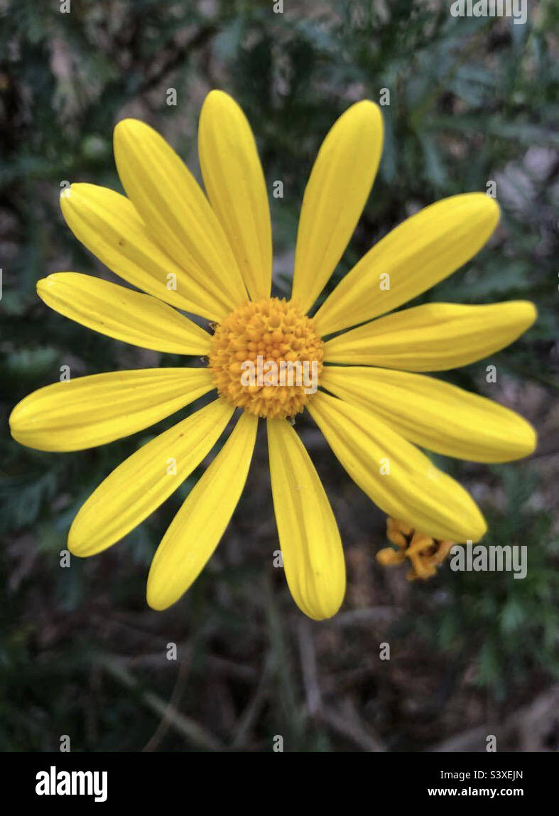 Yellow flower - Smartphone Captured Stock Image