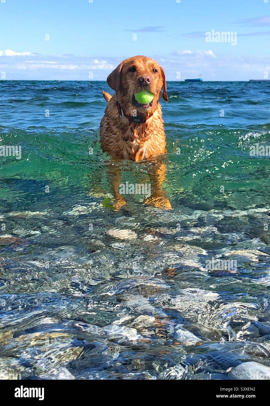 A pet Labrador retriever dog in the ocean with a ball n it’s mouth whilst emerald green waves lap at its feet on summer vacation - Smartphone Captured Stock Image