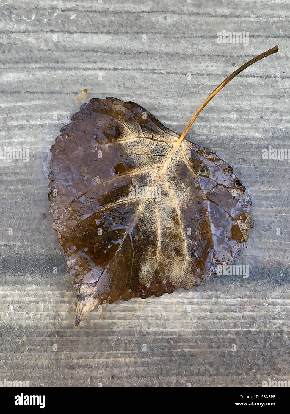 Brown fallen leaf wet with dew on a weathered wood background Stock Photo