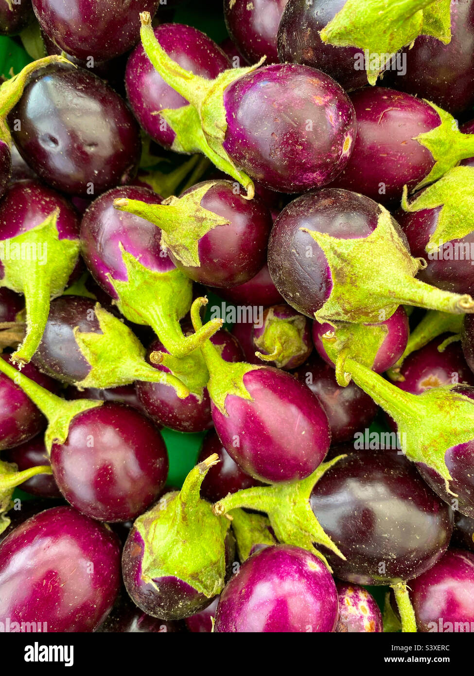 Indian eggplant fruits Stock Photo