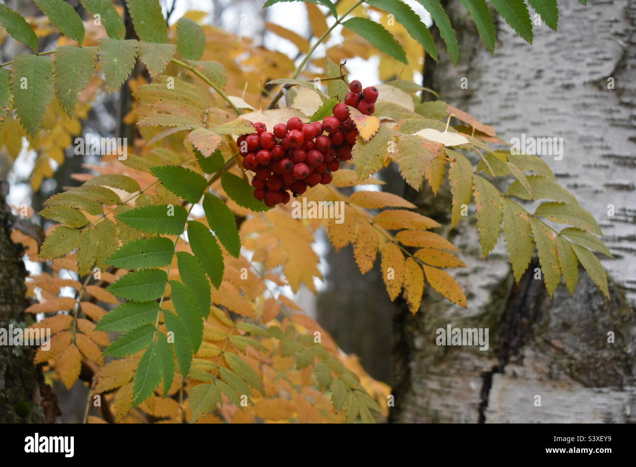 Autumn flora Stock Photo