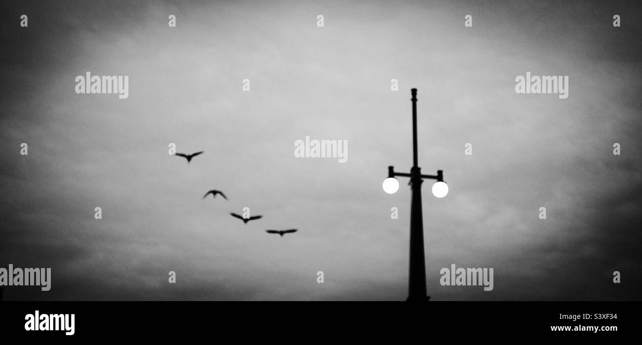 Dramatic shot of four Canadian geese heading South for the winter. Stock Photo