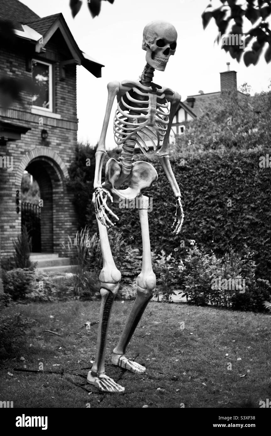 Large skeleton Halloween decoration in black and white. - Smartphone Captured Stock Image